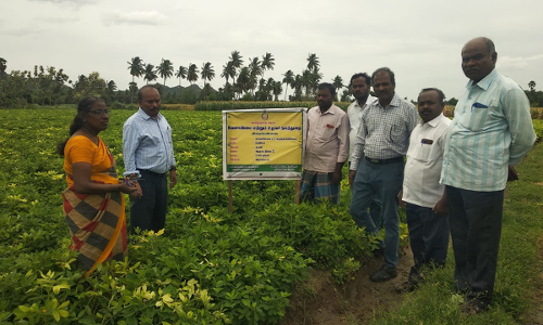 சங்கராபுரம் அருகே  மணிலா பயிர்களை வேளாண்மை துணை இயக்குனர் ஆய்வு
