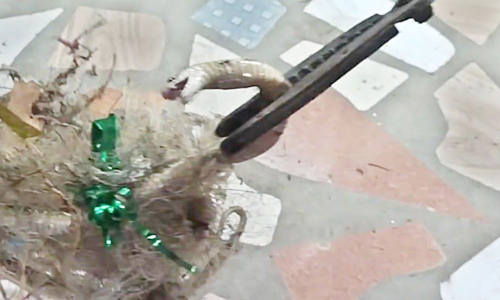 பெட்டிக்கடையில் புகுந்த பாம்பு