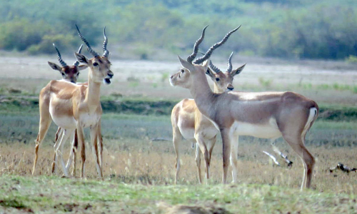 கோடியக்கரை சரணாலயத்தில் சுதந்திரமாக சுற்றி திரியும் வனவிலங்குகள்