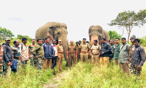 காட்டு யானையை விரட்டிய கும்கி யானைகள்