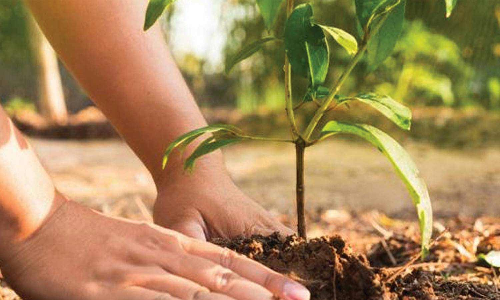 வாலாஜாபாத் அரசு அலுவலகங்களில் மரக்கன்றுகள் நடும் விழா