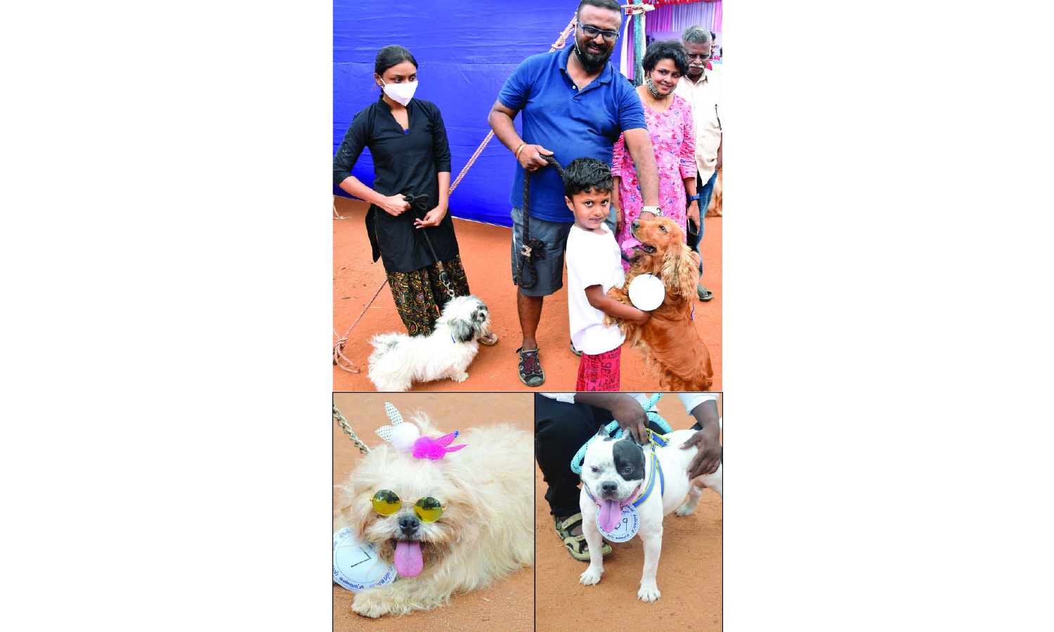 கிருஷ்ணகிரியில் நடந்த நாய் கண்காட்சியில் சிப்பிப்பாறை, பப்பி, ஜெர்மன் ஷெபர்டு நாய்கள் சாம்பியன் பட்டத்தை வென்றன கிருஷ்ணகிரியில் நடந்த நாய் கண்காட்சியில் சிப்பிப்பாறை, பப்பி, ஜெர்மன் ஷெபர்டு நாய்கள் சாம்பியன் பட்டத்தை வென்றன