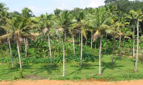 கோரிக்கைகளை வலியுறுத்தி தென்னை விவசாயிகள் 13-ந்தேதி ஆர்ப்பாட்டம்