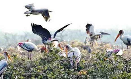 வறண்டு வரும் தேர்த்தங்கல் சரணாலயம்
