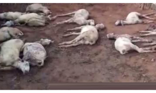 வெறிநாய்கள் கடித்து குதறி 5 ஆடுகள் உயிரிழப்பு