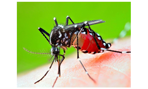 2 மாதங்களில்   ஓசூரில் டெங்கு காய்ச்சல் பாதிப்பு அதிகரிப்பு