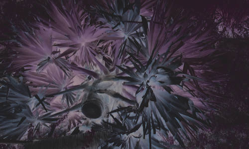 போச்சம்பள்ளி சுற்றுவட்டார பகுதிகளில்   செங்கல் சூளைகளுக்காக அதிக அளவு   வெட்டப்படும் பனை மரங்கள்