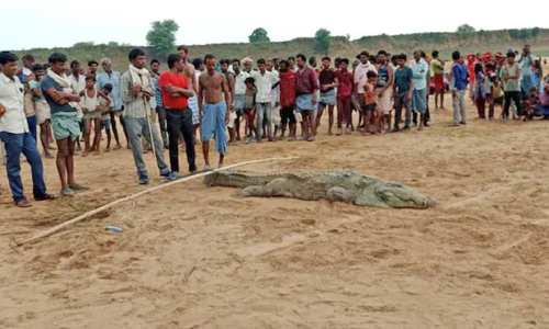 ஆற்றில் குளித்த 10 வயது சிறுவனை உயிரோடு விழுங்கிய முதலை