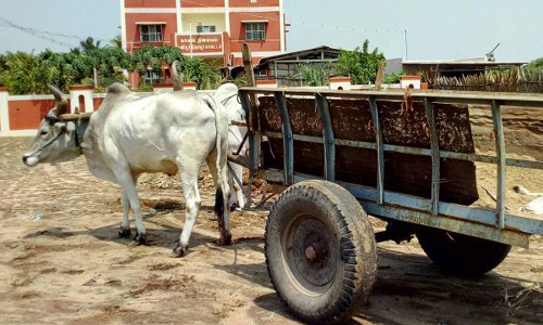 மணல் கொள்ளையர்கள் மாட்டுவண்டியை  நிறுத்தி விட்டு தப்பி ஓட்டம்