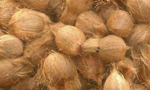 தேங்காய் ரூ.4 லட்சத்து 40 ஆயிரத்துக்கு ஏலம்