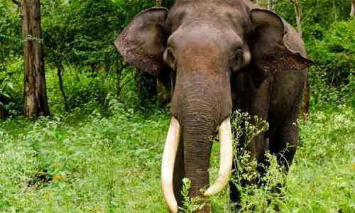 ஆட்கொல்லி யானை மீண்டும்  ஊருக்குள் வராமல் தடுக்க அகழி பராமரிப்பு பணி