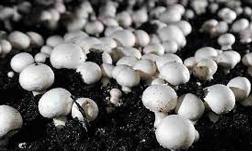 தோட்டக்கலைத்துறை மூலம் காளான் வளர்ப்பு பயிற்சி