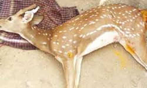 வாகனம் மோதி புள்ளிமான் சாவு