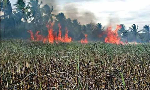 கரும்பு காட்டில் தீ விபத்து