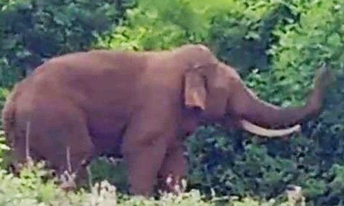 துரிஞ்சிகுப்பம் பகுதியில் ஒற்றை கொம்புடன் சுற்றித் திரியும் யானை