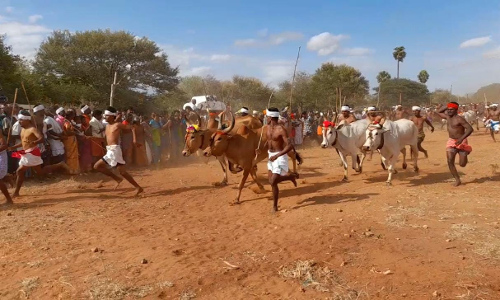 மூக்கணாங் குறிச்சியில்  மாடுகள் மாலை தாண்டும் விழா