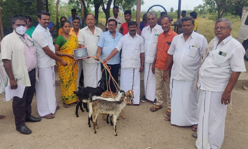 தியாகதுருகம் அருகே 25 பயனாளிகளுக்கு  விலையில்லா ஆடுகள்
