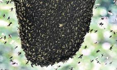 விழுப்புரம் அருகே இன்று தேனீக்கள் கொட்டியதில் 15 மாணவர்கள் மயக்கம்