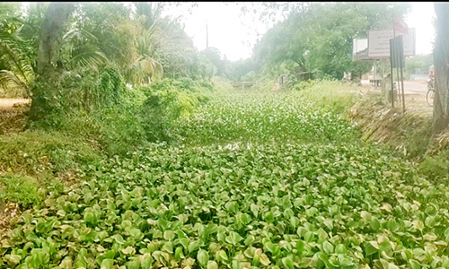 புத்தூர் வாய்க்காலில் வெங்காய தாமரை செடிகள் அகற்றப்படுமா?- விவசாயிகள் எதிர்பார்ப்பு