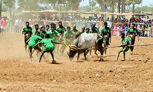 எருதுகட்டு விழாவில் மாடுபிடி வீரர்களை சிதறவிட்ட காளைகள்