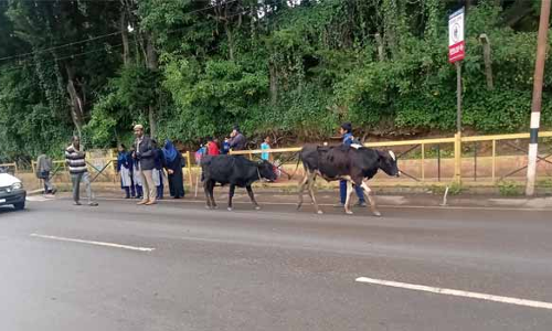 கோத்தகிரியில் சாலையின் நடுவே சுற்றி திரியும் கால்நடைகள்