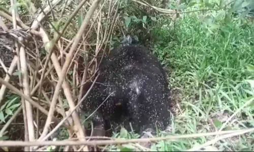 மின்சாரம் தாக்கியதில் கரடி பலி