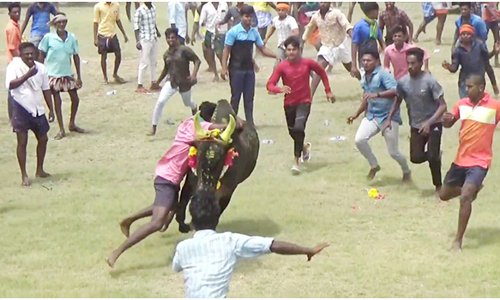 மஞ்சுவிரட்டு: 300 காளைகள் பங்கேற்பு