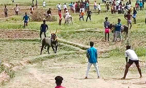 கோவில் திருவிழாவில் மஞ்சுவிரட்டு