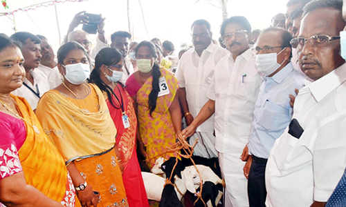 ஆதரவற்ற பெண்களுக்கு மானியத்தில் ஆடுகள்