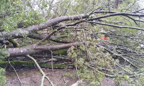நீலகிரியில் கொட்டி தீர்க்கும் கனமழை: மரங்கள் முறிந்து பல கிராமங்களில் மின் வினியோகம் பாதிப்பு