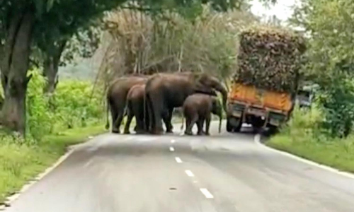 லாரியில் கரும்பை ருசித்த யானையை செல்பி எடுத்த வாகன ஓட்டிகள்