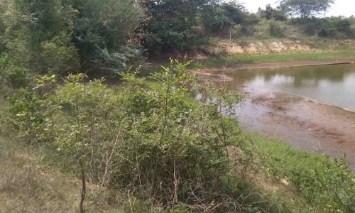 ஆலாம்பாளையம் குளக்கரையில் புதர்கள் அகற்றப்படுமா?