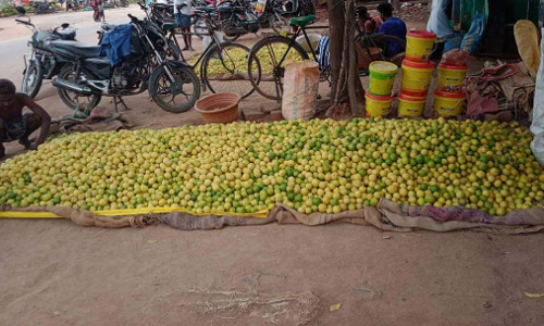 எலுமிச்சை பழம் விலை வீழ்ச்சி புதுக்கோட்டையில் கிலோ ரூ.15க்கு விற்பனை