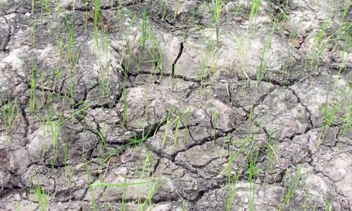 உர தட்டுப்பாட்டால் குறுவை பயிர்கள் பாதிப்பு