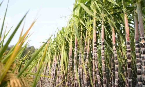 திருப்பூர் கண்டியன்கோவில் கரும்பு தோட்டத்தில் 8 கொத்தடிமை தொழிலாளர்கள் மீட்பு