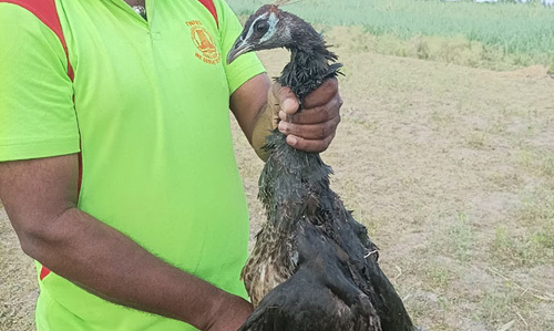 தியாகதுருகம் அருகே  கிணற்றில் விழுந்த மயிலை மீட்ட தீயணைப்பு  படை வீரர்கள்