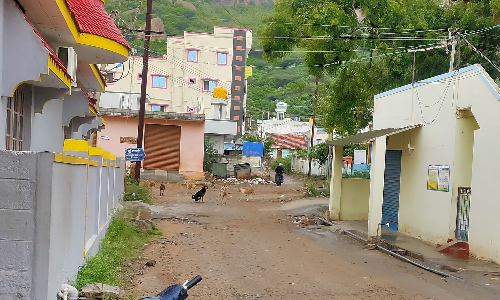 சூளகிரி ஊராட்சி பகுதியில்  பெருகி வரும் நாய்கள்  கூட்டத்தால் பொதுமக்கள் அச்சம்