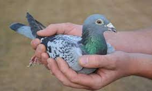 புறா போட்டியில் வெற்றி பெற்றவர்களுக்கு பரிசு