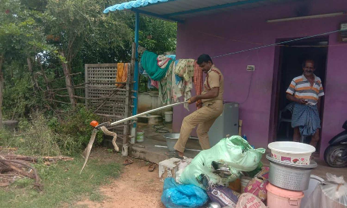 திருவள்ளூர் அருகே வீட்டில் புகுந்த கண்ணாடி விரியன் பாம்பு