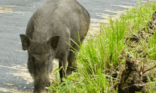 கோத்தகிரியில் காட்டுபன்றி தாக்கி தேயிலை தோட்ட தொழிலாளி படுகாயம்