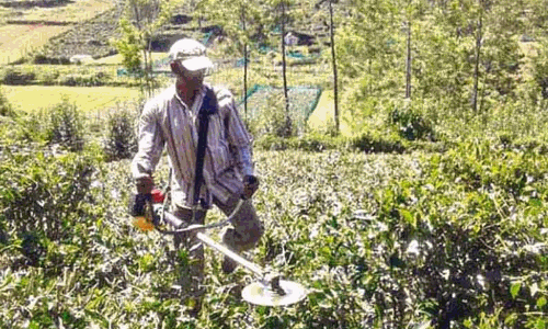 கோத்தகிரி பகுதியில் தேயிலை ேதாட்டங்களில் கவாத்து பணி தீவிரம்