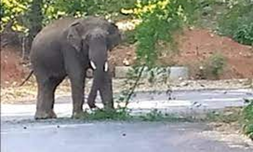 சாலையில் உலா வந்த காட்டு யானை