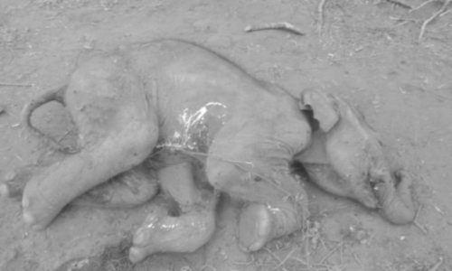 மேட்டுப்பாளையம் அருகே வனத்திற்குள் இறந்து கிடந்த குட்டி யானை- வனத்துறையினர் விசாரணை