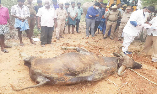 மின் வேலியில் சிக்கி காட்டெருமை பலி