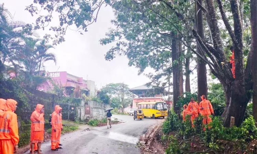 ஆபத்தான மரங்களை வெட்டி அகற்றும் பணி மும்முரம்