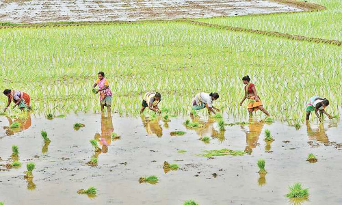 குறுவை தொகுப்பு திட்டத்தில் பயனடைந்த விவசாயிகள்; முதல்-அமைச்சருக்கு நன்றி தெரிவித்தனர்