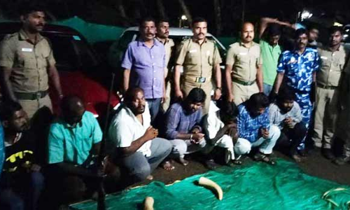 கொடைக்கானலில் யானை தந்தங்கள் விற்க முயன்ற 8 பேர் கைது