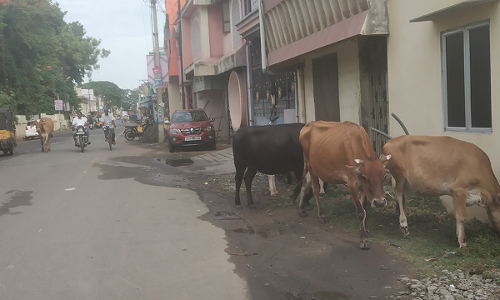 கடலூரில் சாலையில் சுற்றி திரியும் மாடுகளால் விபத்து ஏற்படும் அபாயம்