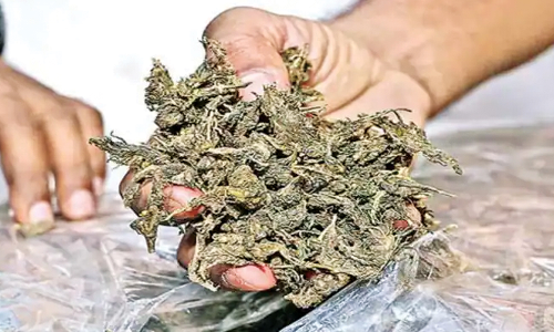 பைக்கில் கஞ்சா கடத்திய வாலிபர் கைது