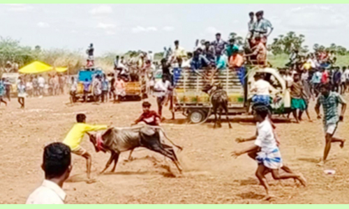 23 ஆண்டுகளுக்கு பின் நடந்த மஞ்சுவிரட்டு